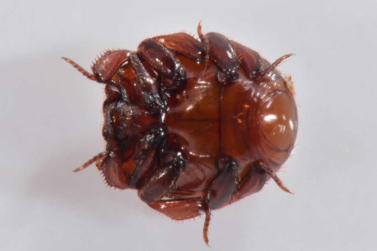 Histeridae: Haeterius ferrugineus? S, maschio